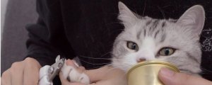 猫咪指甲多久剪一次