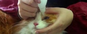猫的眼睛白膜能自愈吗