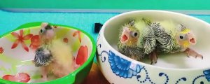 玄凤鹦鹉雏鸟厌奶期表现