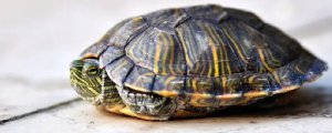 如何判断巴西龟冬眠还是死了