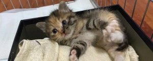 猫咪呕吐是什么原因?