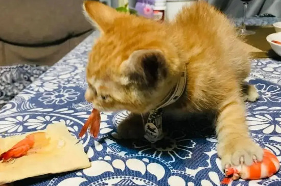 猫咪可以吃虾肉吗