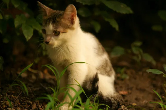 猫咪尾巴左右摇摆是什么意思