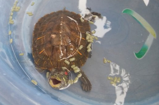 乌龟拉白色絮状物