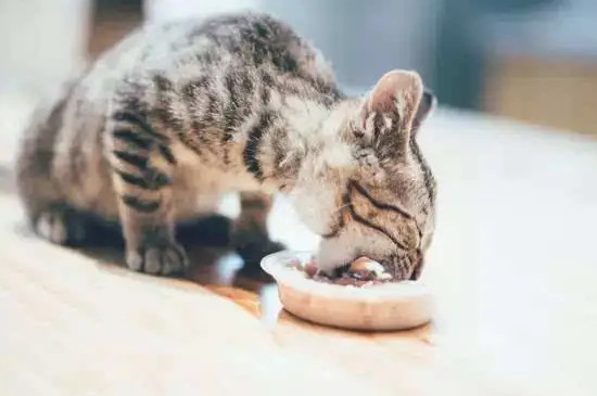 猫咪突然不吃猫粮了怎么回事