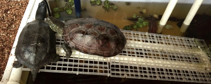 乌龟最保险的冬眠方法