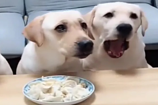 狗能吃韭菜饺子么