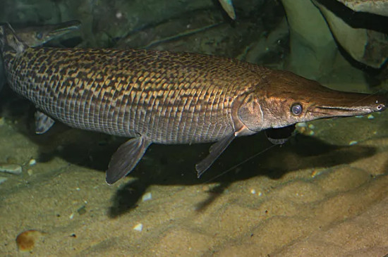 鳄雀鳝水温多少合适