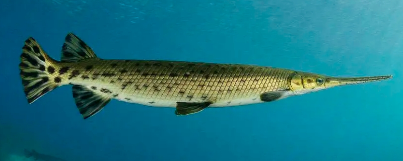 鳄雀鳝水温多少合适