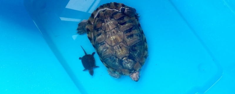 家里有暖气乌龟还会冬眠吗