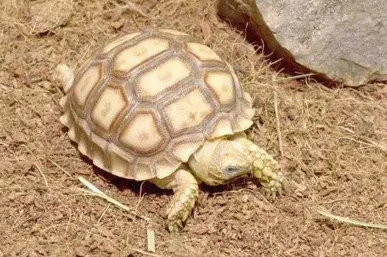 家里有暖气乌龟还会冬眠吗