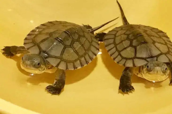 家里有暖气乌龟还会冬眠吗