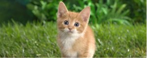 猫可以关在笼子里养吗