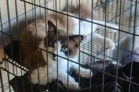 猫可以关在笼子里养吗