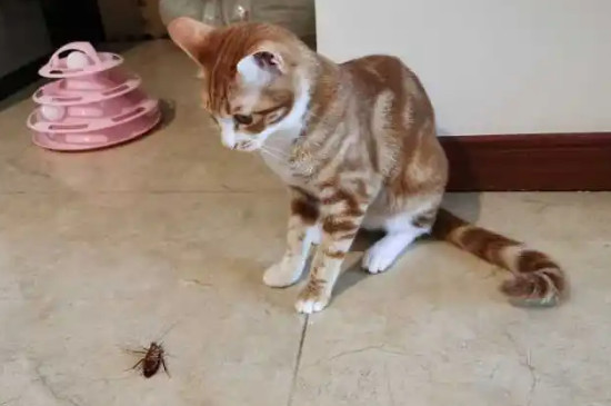 猫吃了蟑螂怎么办