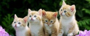 猫咪短暂的啊什么意思