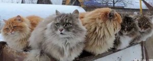 俄罗斯猫的品种有哪些