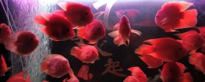 金刚鹦鹉鱼和财神区别