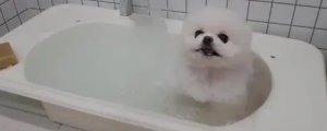 两个月的狗狗可以洗澡吗