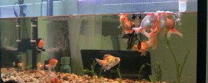 新鱼缸快速养水的方法