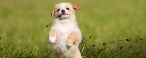 狗狗鼻头变色还能黑回来吗