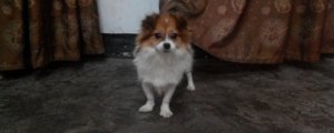 串串狗一生认几个主人
