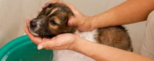 幼犬多久洗一次澡