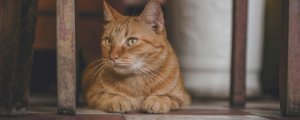 猫掉毛怎么办