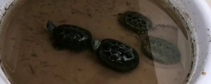 乌龟冬天怎么过冬用什么方法