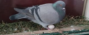 鸽子一般几个月开始下蛋