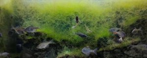 鱼缸爆藻最有效的处理方法