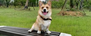 狗狗被打叫了是疼吗