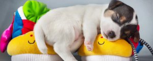 小狗一天睡多久才正常