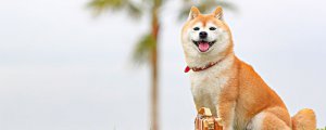 柴犬养多久才会对主人有感情