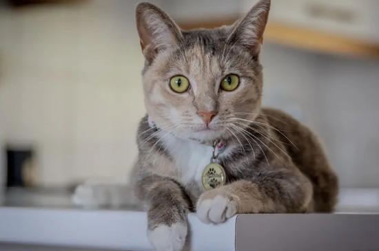 猫在家里突然跑来跑去