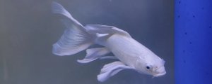 蝴蝶鲤能长多大