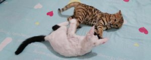 猫打架会咬死对方吗