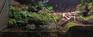 黑壳虾对乌龟有害吗
