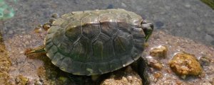 巴西龟长期泡水里会死吗