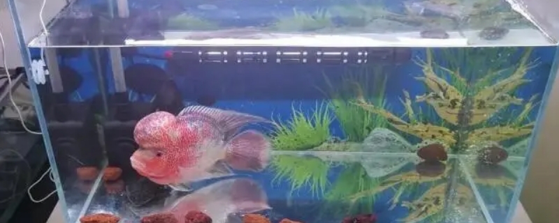 土方法鱼缸增氧