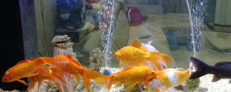 老鱼咬新鱼多久结束