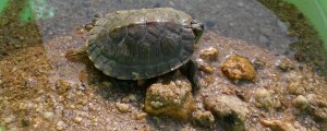 乌龟有记忆和感情吗