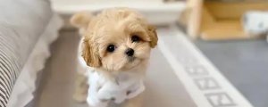 狗狗老是抱大腿蹭需要阻止吗