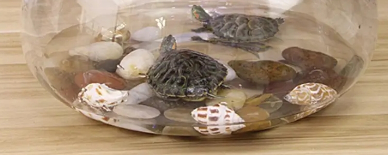 乌龟可以长期放在鱼缸里养吗