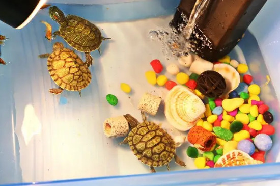 乌龟可以长期放在鱼缸里养吗