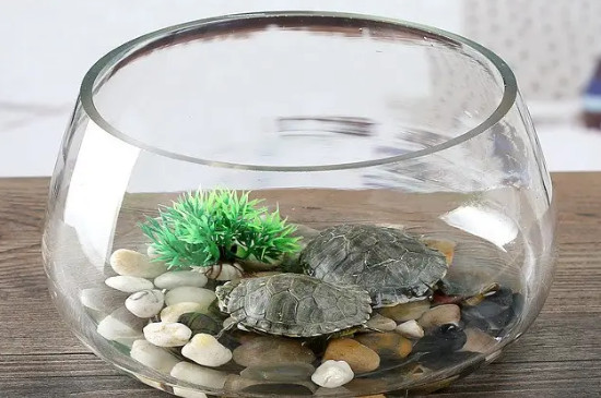 乌龟可以长期放在鱼缸里养吗