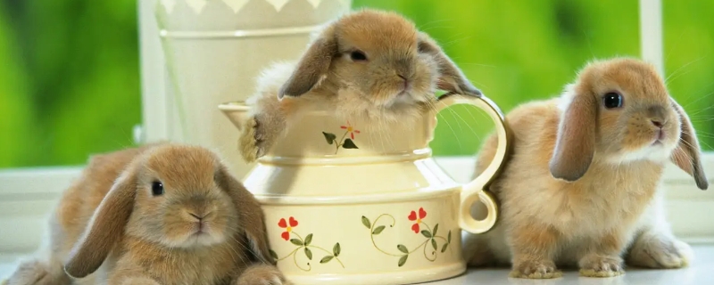 兔子有哪些品种