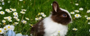 养兔子的方法和注意事项