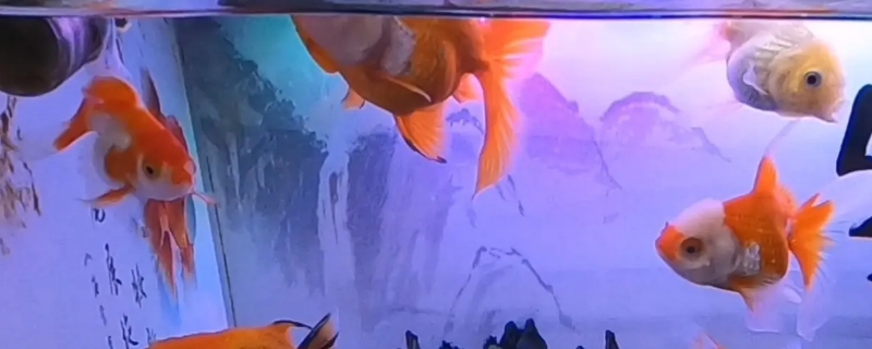 冬天鱼几天喂一次