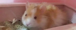 小仓鼠死了肚子是软的吗